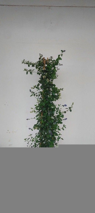 <h4>CEAN TH REPENS</h4>