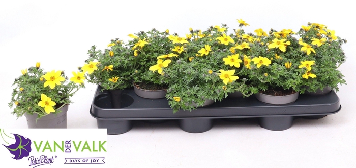 <h4>BID YELLOW CHARM</h4>