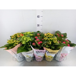 Kalanchoe blos.   ..rosebud mix GR