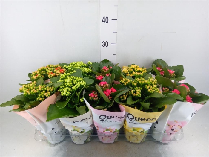 <h4>Kalanchoe blos.   ..rosebud mix GR</h4>