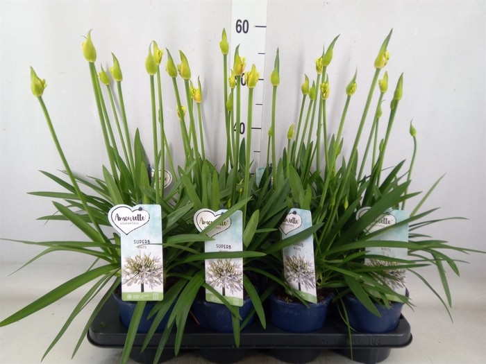 <h4>Agapanthus  'Amourette Superb'</h4>