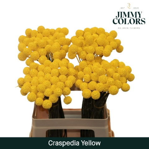 Craspedia L60 Yellow