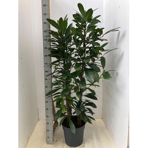 FICUS CYATHISTIPULA