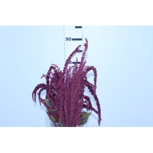 AMARANTHUS VINHO