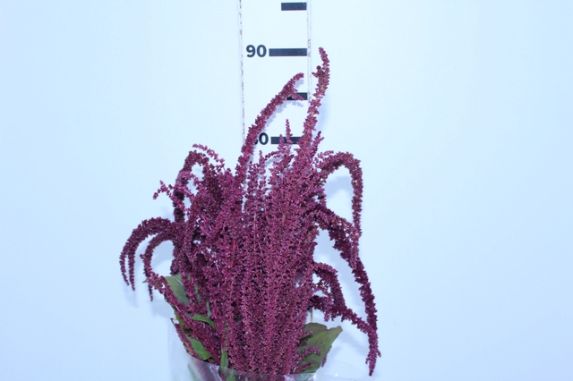 AMARANTHUS VINHO