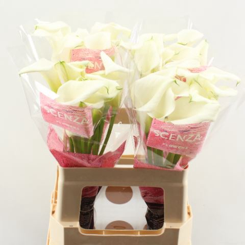 <h4>Calla Crystal Blush</h4>
