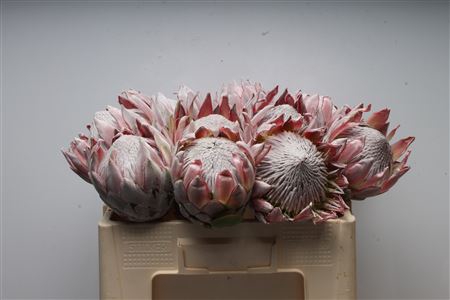 <h4>Protea Cynaroides No Leaves</h4>