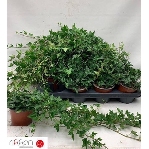 HEDERA SHAMROCK P12