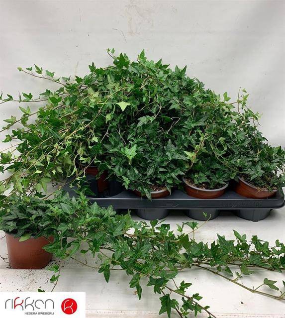 <h4>HEDERA SHAMROCK P12</h4>