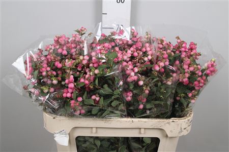 <h4>Sympho Mag Ruby Fall</h4>