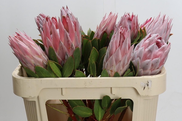 <h4>Protea Cynaroides</h4>