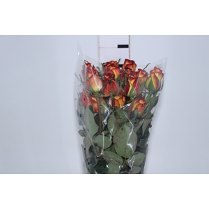 ROSA HIGH MAGIC 060 CM BICOLOR ESTUFA