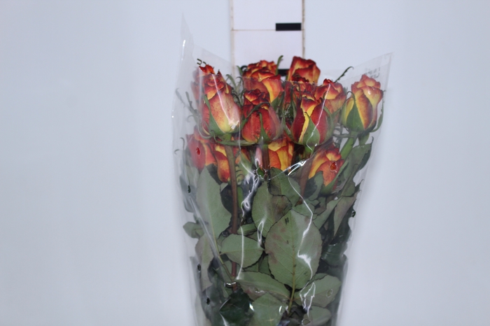 ROSA HIGH MAGIC 060 CM BICOLOR ESTUFA