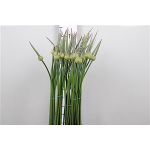 Allium Cepa Judith