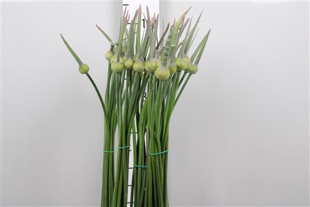<h4>Allium Cepa Judith</h4>