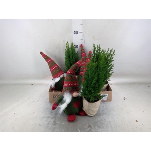 Chamaecyparis laws. 'Ellwoodii'