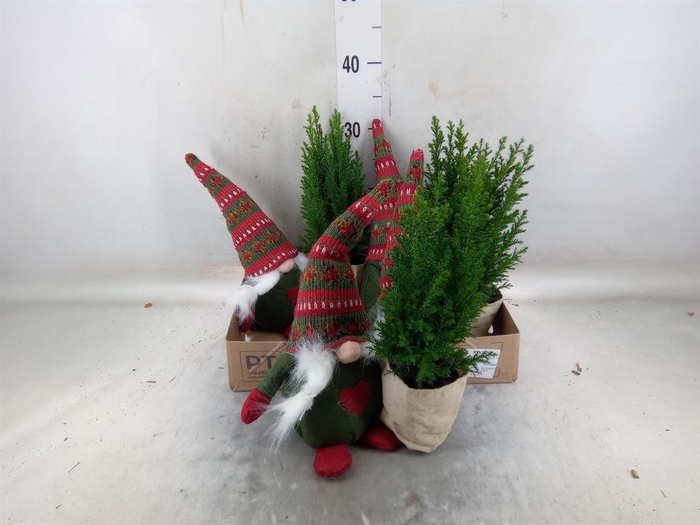 <h4>Chamaecyparis laws. 'Ellwoodii'</h4>