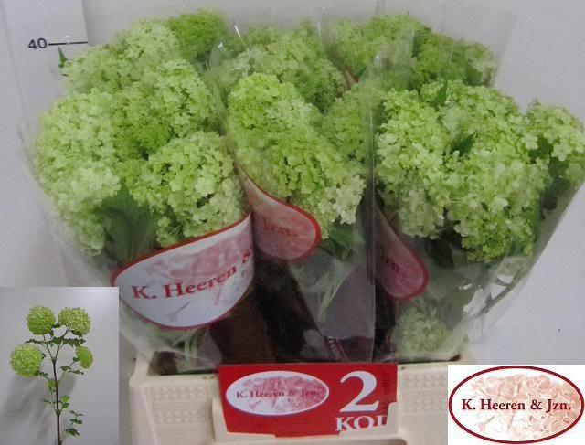 <h4>VIBURNUM ROSEUM ST</h4>