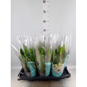 Ornithogalum thyrs.