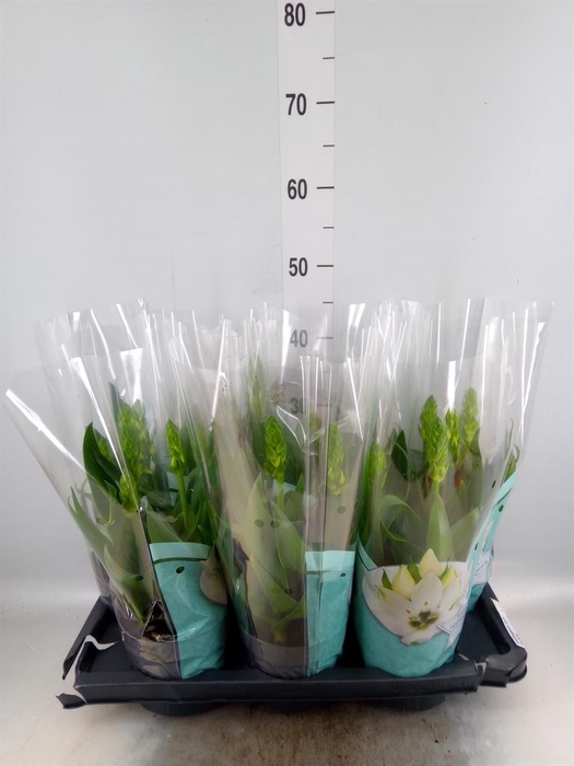 <h4>Ornithogalum thyrs.</h4>