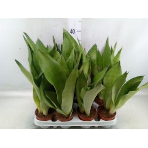 Sansevieria trifa. 'Moonshine'