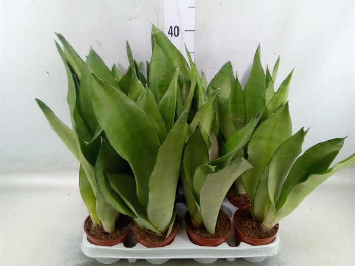 <h4>Sansevieria trifa. 'Moonshine'</h4>
