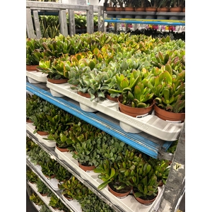 CRASSULA MIX P12