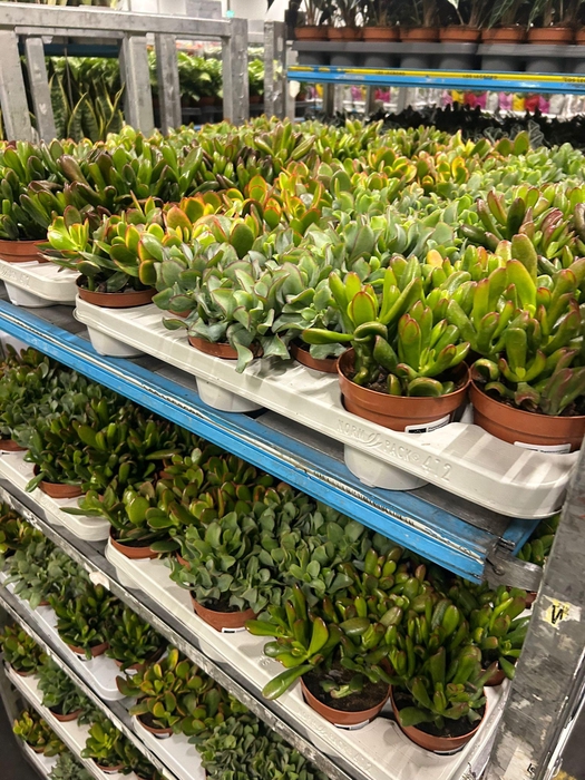 <h4>CRASSULA MIX P12</h4>