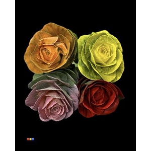 Brassica paint mix