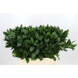 Ruscus Hypophyllum
