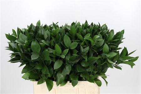 <h4>Ruscus Hypophyllum</h4>