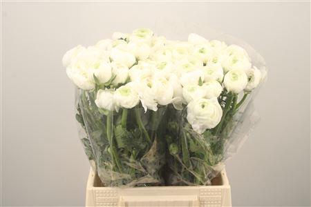 <h4>Ran El. White Ex</h4>