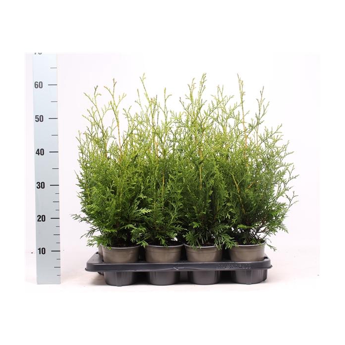 <h4>Thuja occidentalis 'Brabant'</h4>