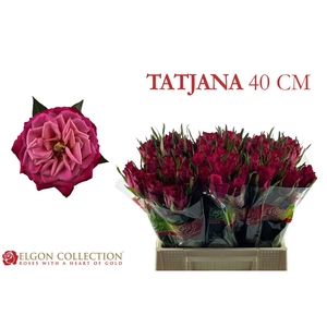 R GR TATJANA