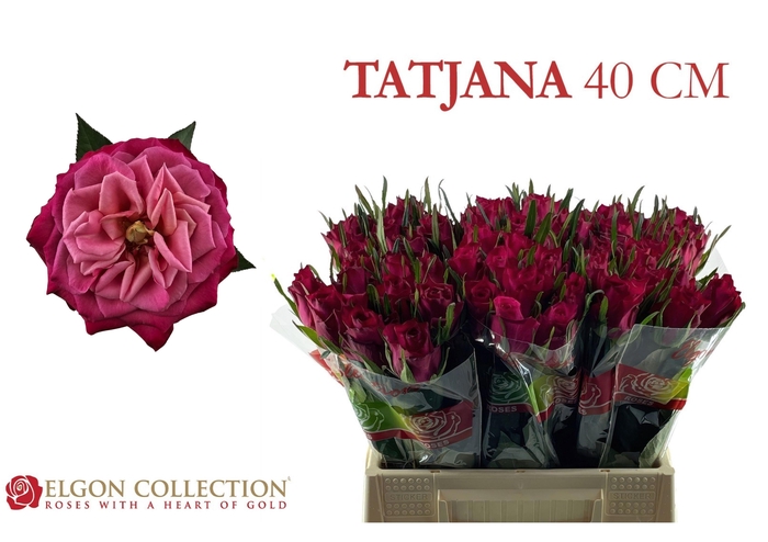 <h4>R GR TATJANA</h4>