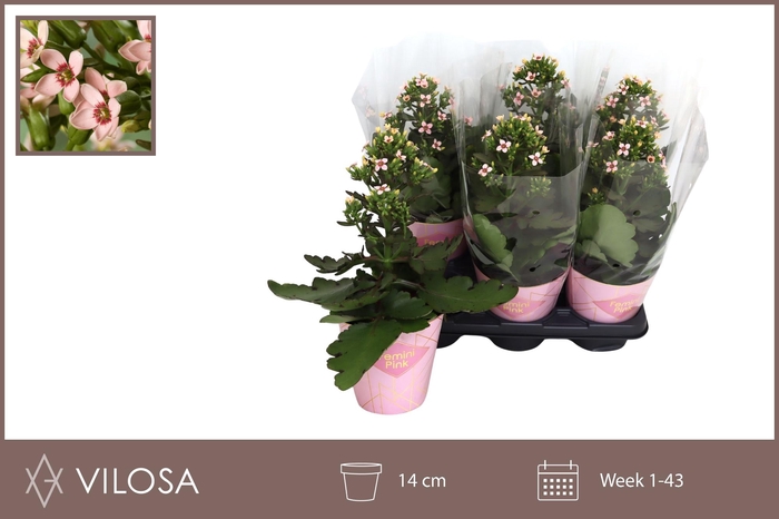 <h4>KAL FEMININE PINK</h4>