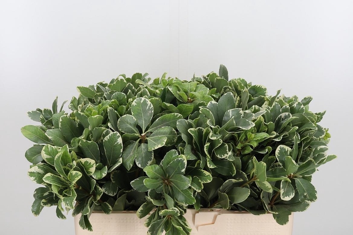 <h4>Pittosporum Ilan</h4>