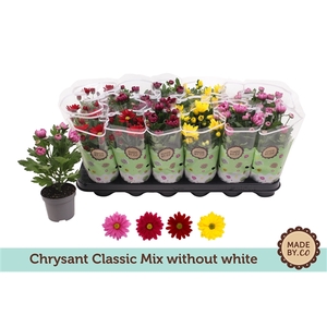 Chrysant Classic Mix - without white