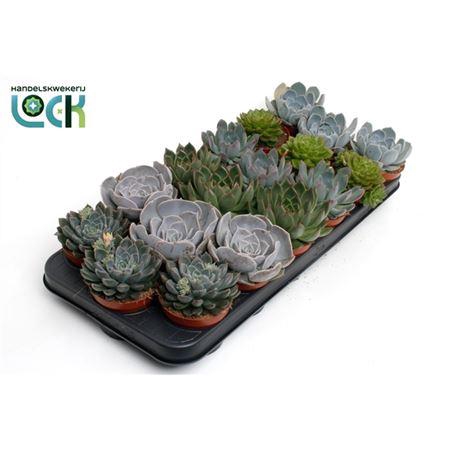 <h4>Echeveria Gemengd</h4>