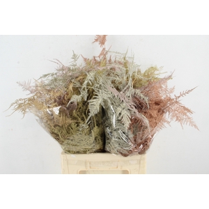 Asparagus 1e Veren Christmasmix