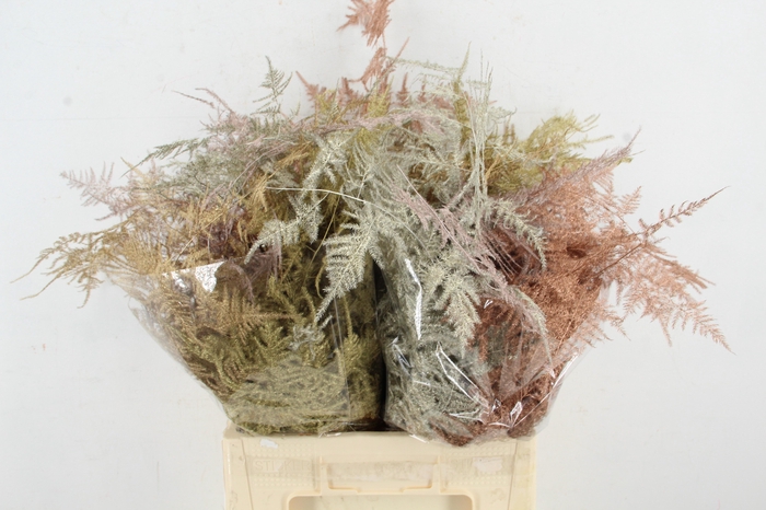 <h4>Asparagus 1e Veren Christmasmix</h4>