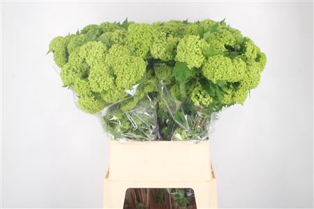 <h4>Viburnum Roseum St 4+</h4>