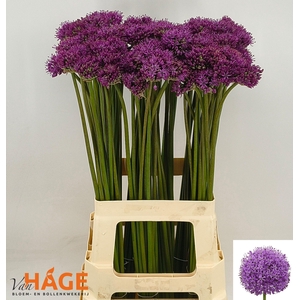 ALLIUM GLADIATOR