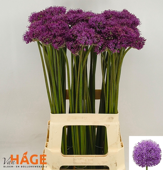<h4>ALLIUM GLADIATOR</h4>