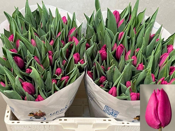 <h4>Tulipa si purple prince</h4>