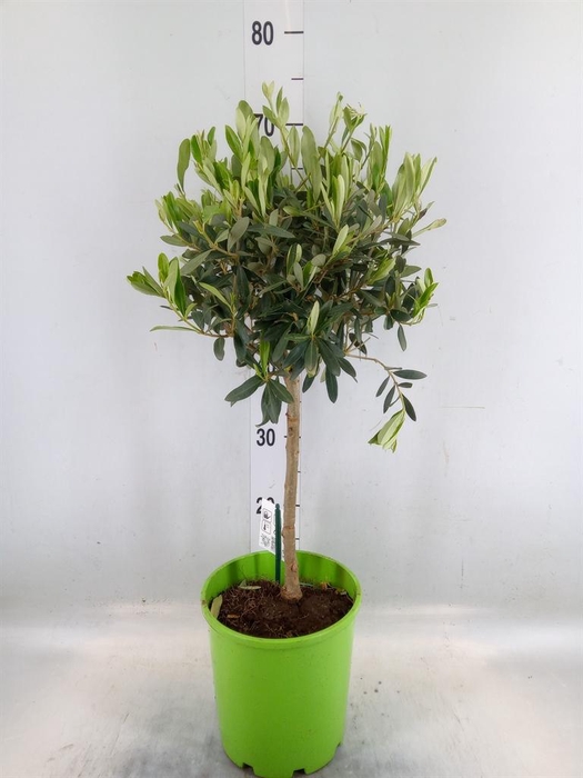 <h4>Olea europaea</h4>