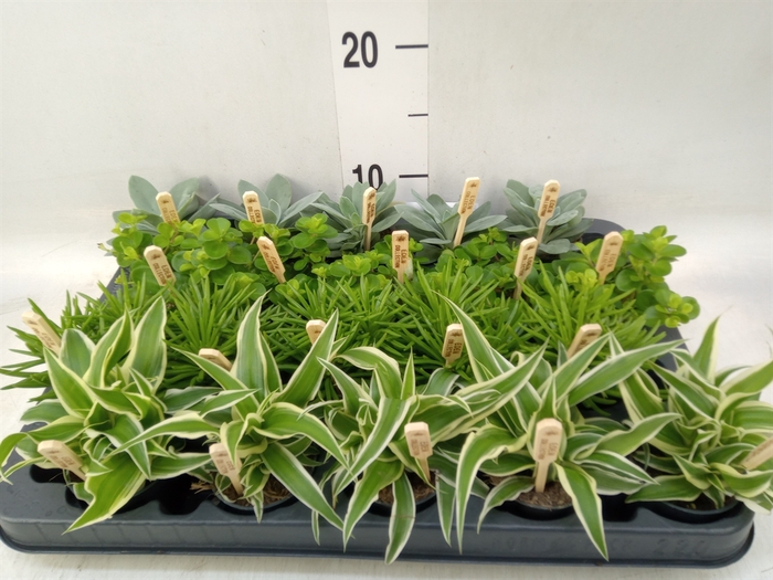 <h4>Planten  ..mix</h4>