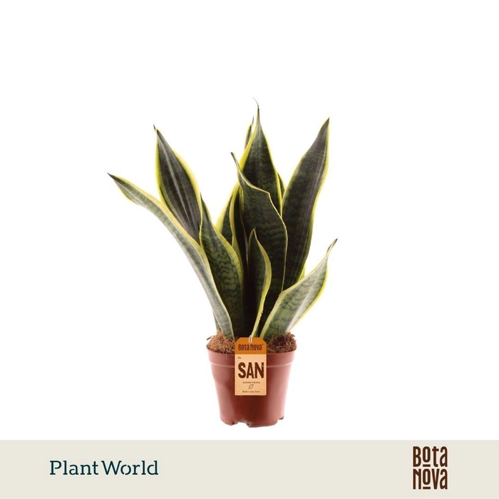 <h4>Sansevieria Futura Superba</h4>