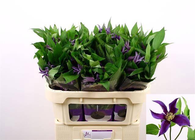 <h4>Clematis Amazing Oslo</h4>