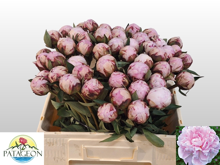 <h4>PAEO L SARA BERNHARD</h4>